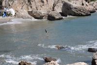 Möwe im Landeanflug