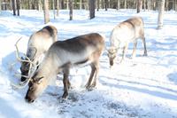 Wildpark Ranua