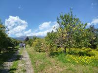 Citrusfarm (2)