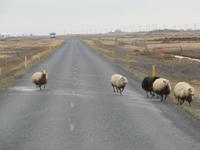 Fahrt zum Eyjafjallajökull