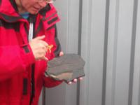 Ein versteinerter Fisch, über 40 Millionen Jahre alt
