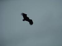 die Natur der Camargue 