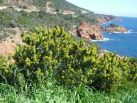 an der Esterelküste