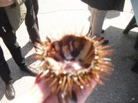 so sieht der 'Seeigel innen aus 