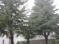 Die berühmte endemische Pinsapotanne