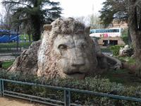 086_der Löwe in Ifrane