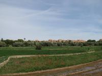 161_Palmerie