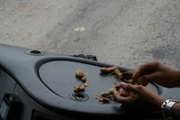 Tamarindenprobe im Bus