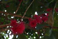 Parque Guayanara - kubanische Birne