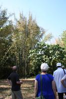 Im Botanischen Garten bei Cienfuegos - Bambus