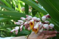 Orchideengarten Soroa