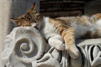 Katzen geniesen die wärmende Frühlingssonne in Ephesos