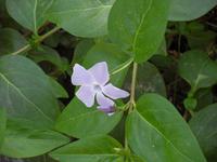 Blumenpracht am Ausgang der Drachenhöhle