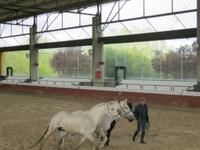 Edle Andalusier beim Training