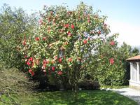 Erste Frühlingsboten