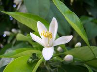 im Eram-Garten in Shiraz (Botanischer Garten)