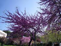 ... blühender Judas-Baum an der Via Marmorata ...