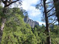 Wanderung im kanarischen Kiefernwald