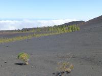 Vulkanlandschaft Teneriffa