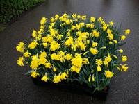 Keukenhof