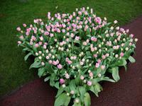 Keukenhof
