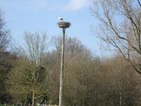 Storchennest an der Mühle