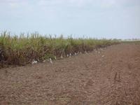 Die Kuhgeier warten schon