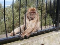 Magots-Berberaffen in Aktion