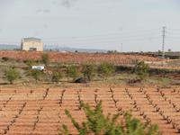 Weinanbau in Spanien