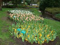 Im Keukenhof