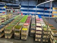 Blumenversteigerung Aalsmeer
