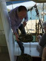 Austern frisch aus dem Meer