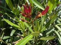 Blumen auf Gibraltar