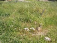 Friedhof auf der Zitadelle in Amman
