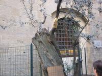 Der heilige Ölbaum