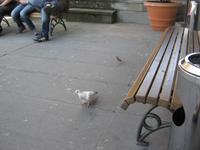 Täubchen als Kostgänger