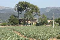 Auf dem Weg nach Pollenca