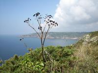 Wanderung an der Nordküste Guernseys