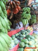 wir verkosten rote Bananen