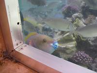 Außenaquarium