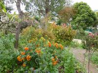 Esmeraldas Kräutergarten