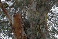Franschhoek - Eulen im Baum