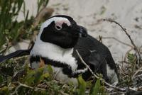 Boulders Beach - Pinguinkolonie