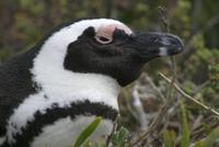 Boulders Beach - Pinguinkolonie