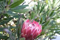 Protea