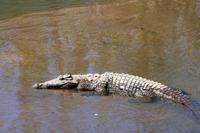 Krüger-Nationalpark - auf Pirsch