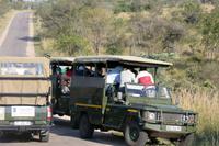 Krüger-Nationalpark - auf Löwenjagd