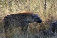 Krüger-Nationalpark - Tüpfelhyäne