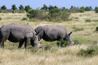 Krüger-Nationalpark - Nashörner