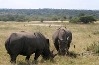 Krüger-Nationalpark - auf Pirsch
